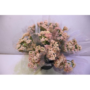 Lim S Peach Wings X5