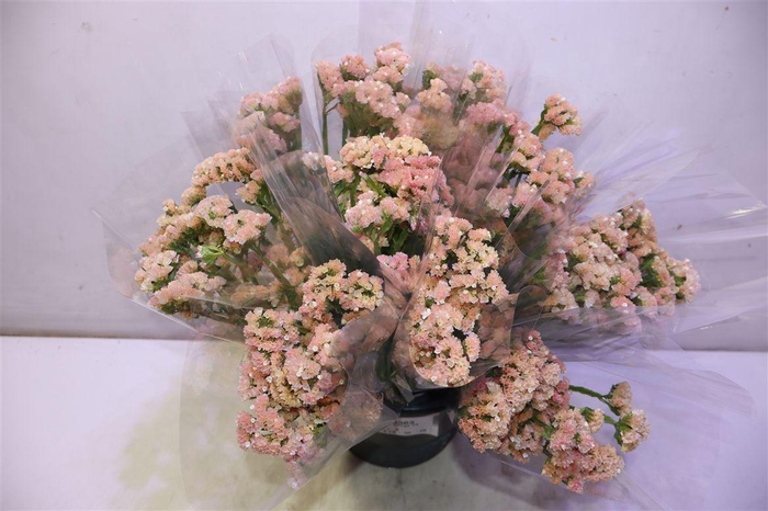 <h4>Lim S Peach Wings X5</h4>