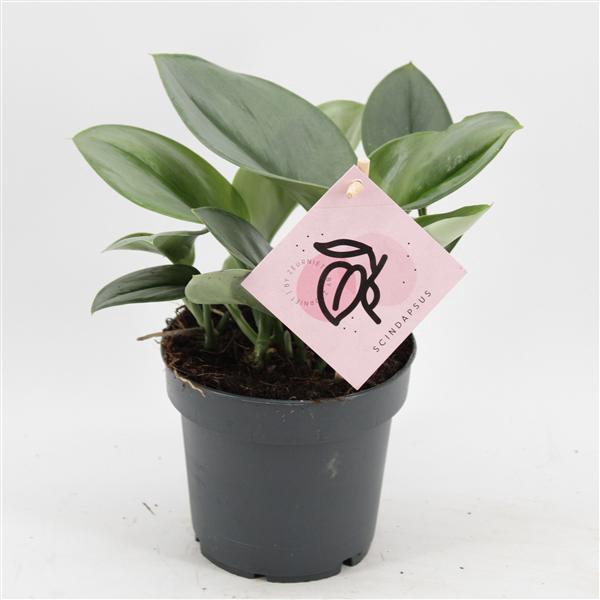 <h4>Scindapsus Treubii 'Moonlight'</h4>