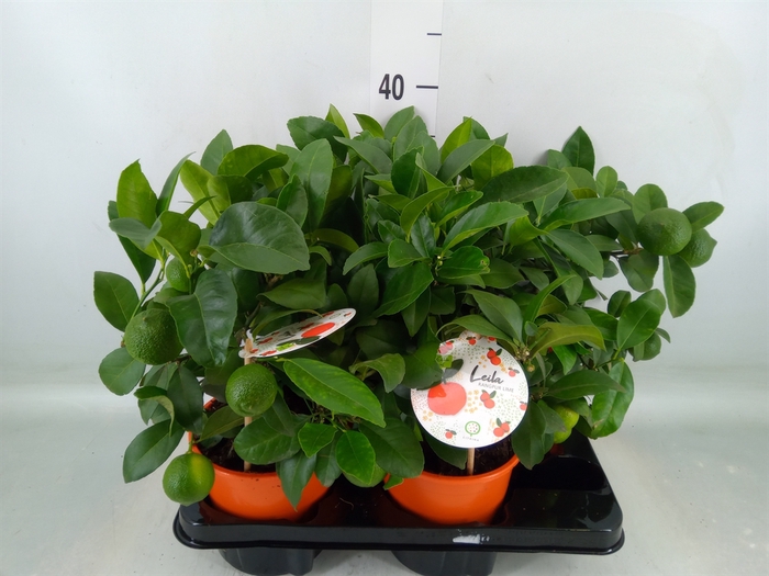 <h4>Citrus limetta</h4>