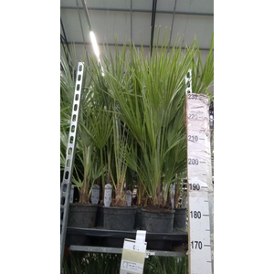 Chamaerops humilis