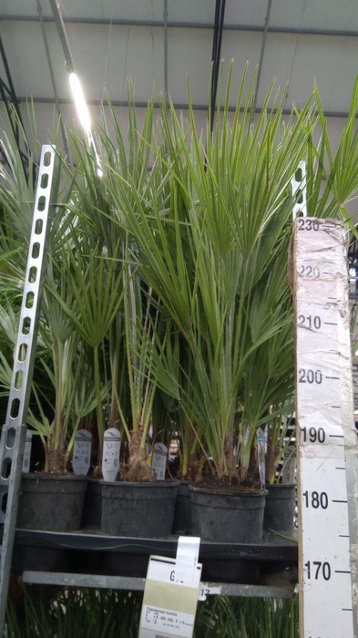 <h4>Chamaerops humilis</h4>