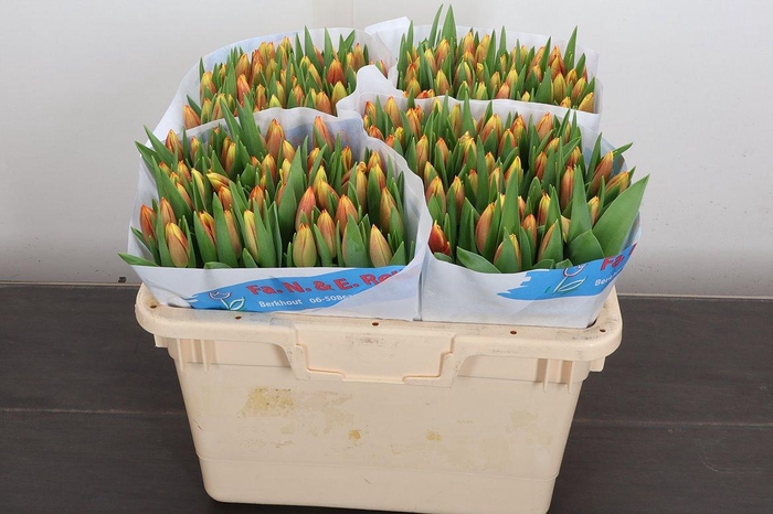 <h4>Tu En Leen Vd Mark</h4>