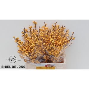 ILEX VE GOLD VERBOOM