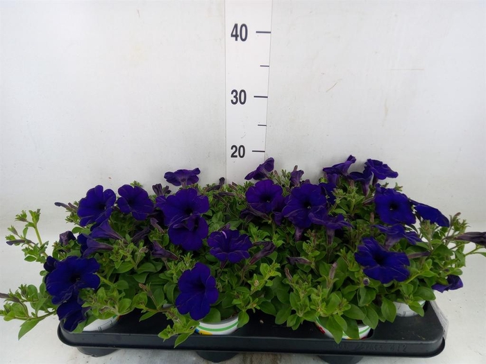 <h4>Petunia 'Famous Blue'</h4>