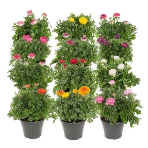 Ranunculus  'Sprinkles'