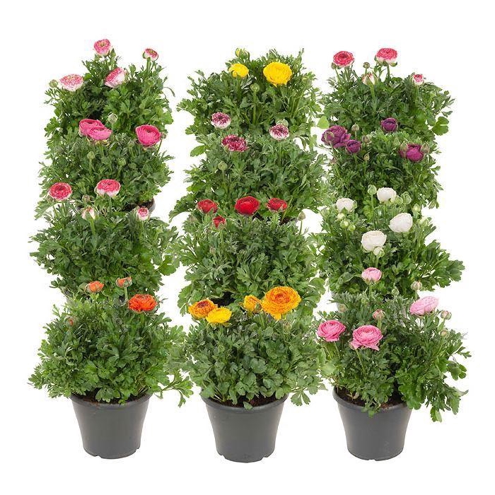 <h4>Ranunculus  'Sprinkles'</h4>