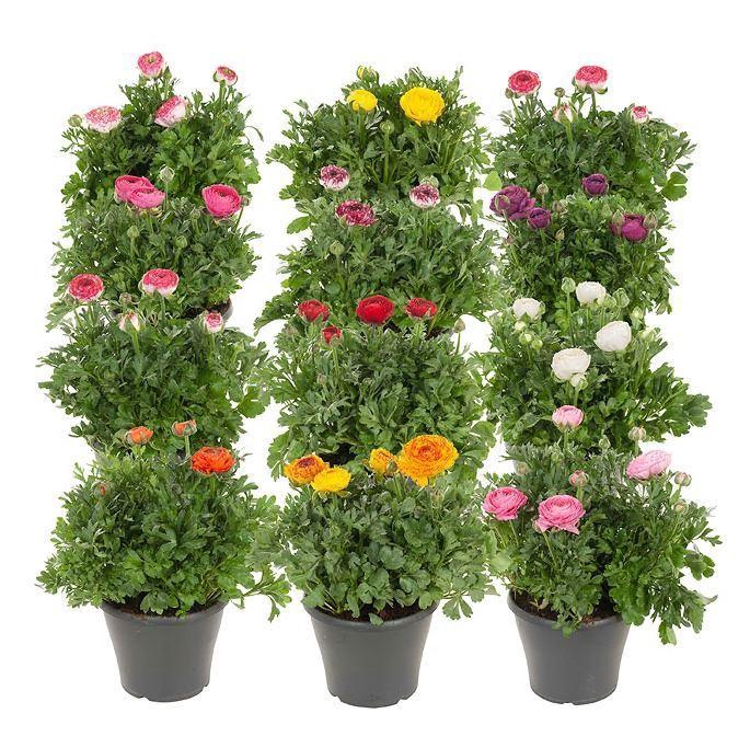 <h4>Ranunculus  'Sprinkles'</h4>