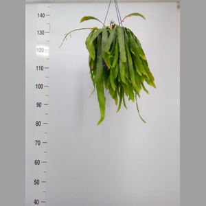 Pseudorhipsalis ramulosa