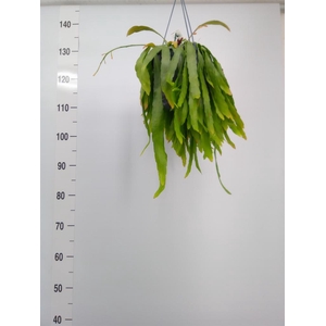 Pseudorhipsalis ramulosa