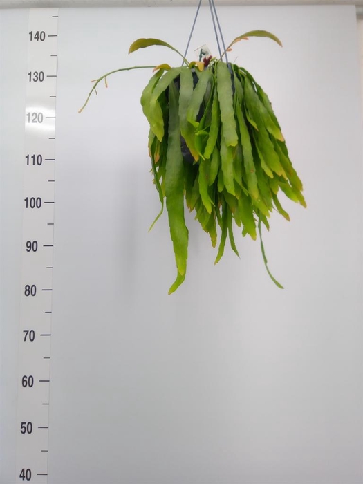 <h4>Pseudorhipsalis ramulosa</h4>