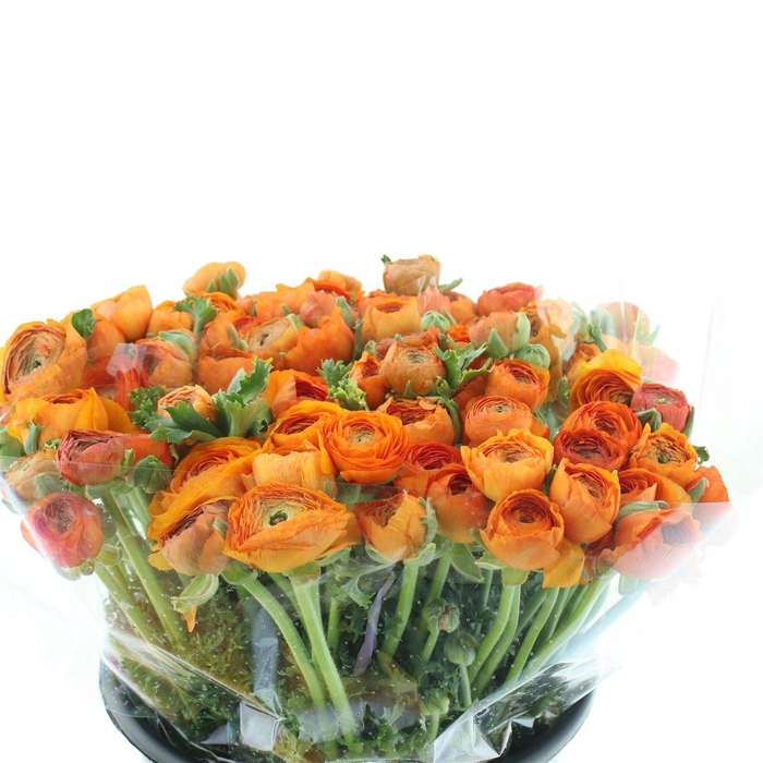 <h4>Ran El Orange Dark Extra</h4>