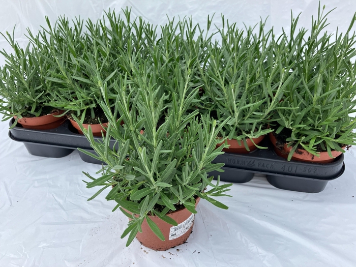 <h4>LAVAN AN HIDCOTE</h4>