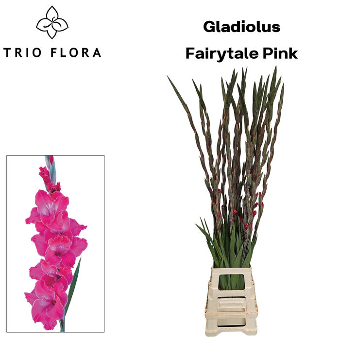 <h4>GLAD GR FAIRYTALE PINK 996</h4>