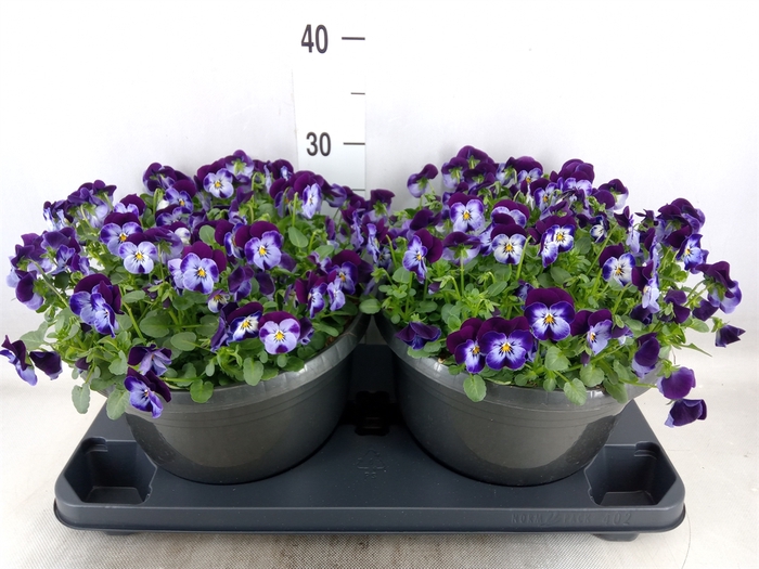 <h4>Viola corn. 'Evo Mini Denim Jump U'</h4>