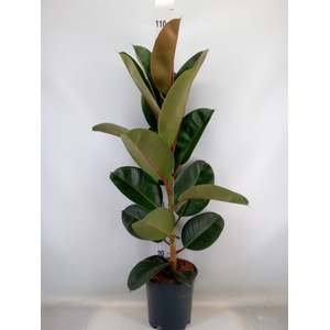 Ficus elastica 'Robusta'