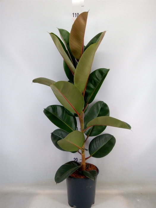 <h4>Ficus elastica 'Robusta'</h4>