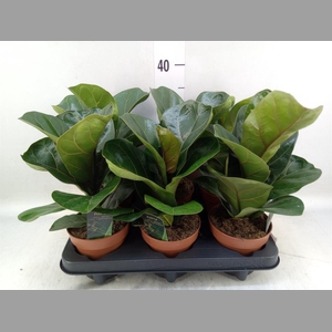 Ficus lyrata 'Bambino'