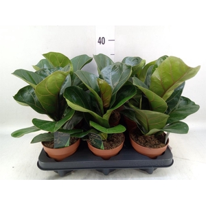 Ficus lyrata 'Bambino'