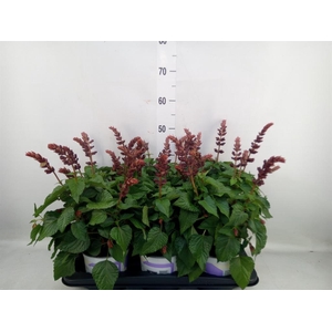 Salvia  'Salgoon Lake Flamingo'