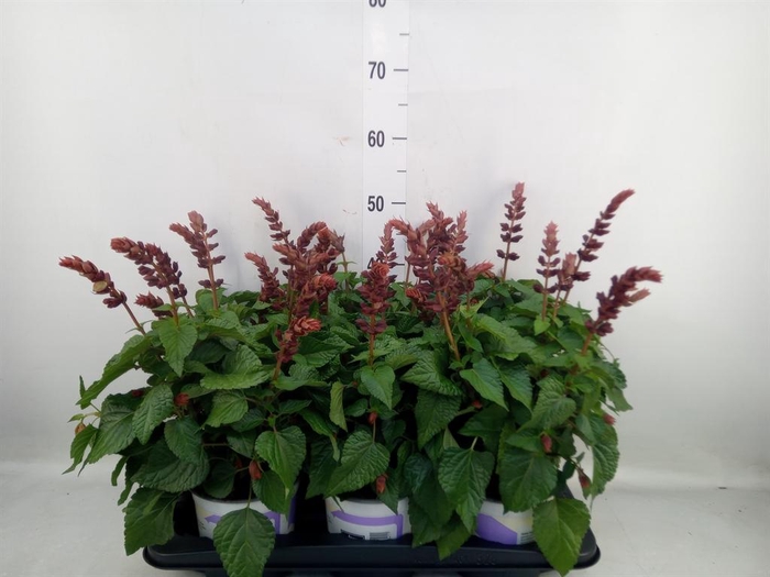 <h4>Salvia  'Salgoon Lake Flamingo'</h4>