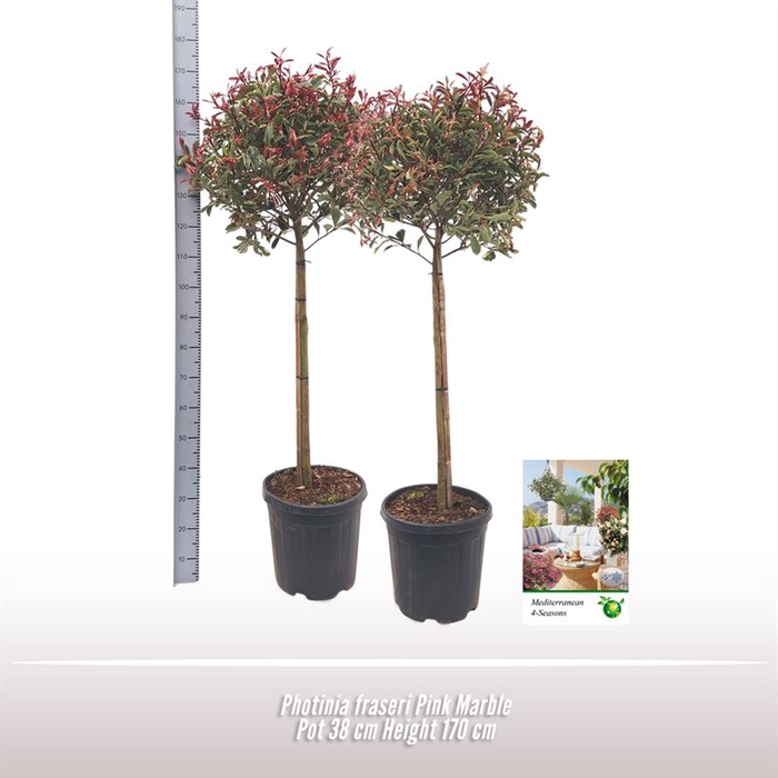 <h4>Photinia fraseri Pink Marble</h4>