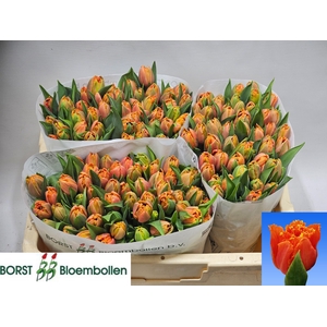 TU FR ORANGE PASSION