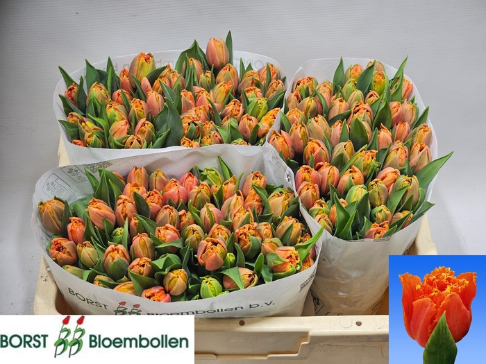 <h4>TU FR ORANGE PASSION</h4>