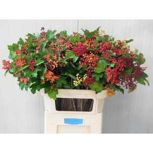 VIBUR OP COMPACTUM