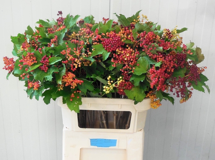 <h4>VIBUR OP COMPACTUM</h4>