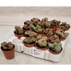 Lithops