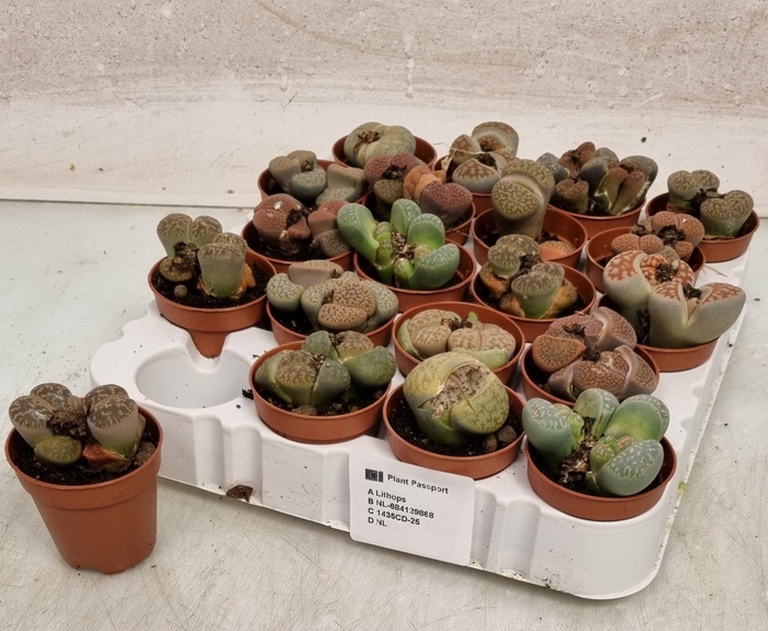 Lithops