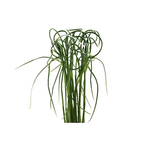 Allium Ophioscornium