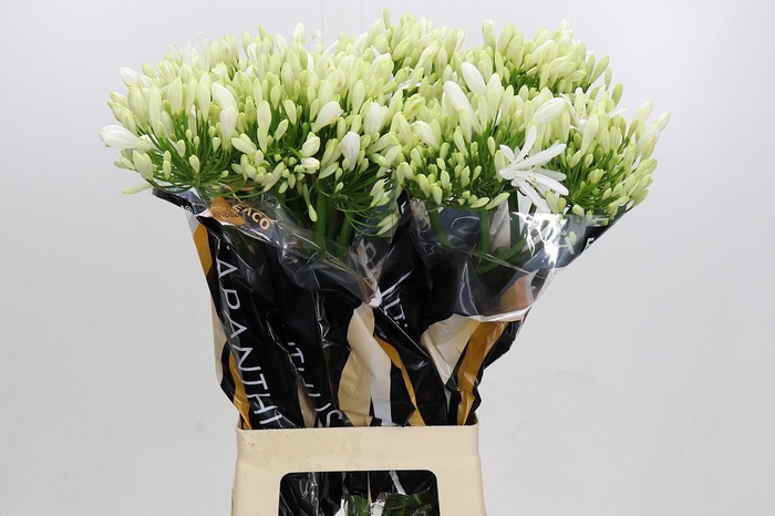 <h4>Agapanthus EYFORI White</h4>