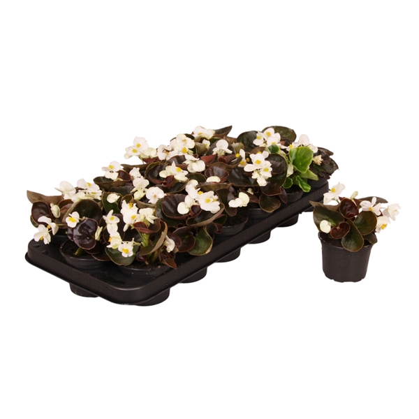<h4>Begonia Semp donker bladig wit p9</h4>