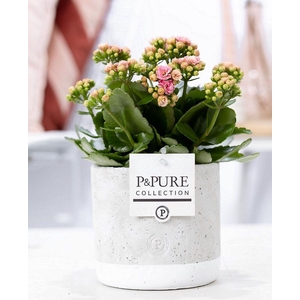Kalanchoe pink in P&PURE Jade ceramics