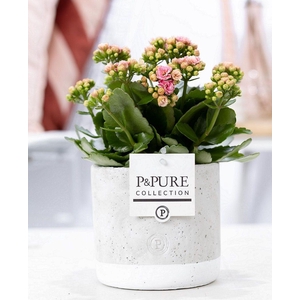 Kalanchoe pink in P&PURE Jade ceramics
