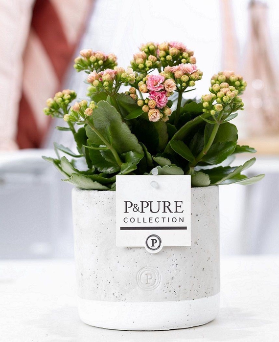 <h4>Kalanchoe pink in P&PURE Jade ceramics</h4>