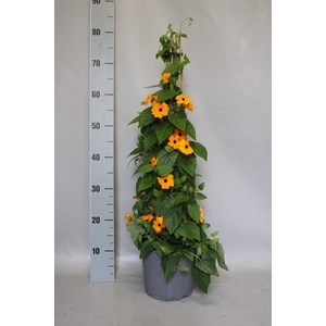 Thunbergia Orange Piramide