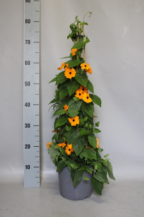 <h4>Thunbergia Orange Piramide</h4>