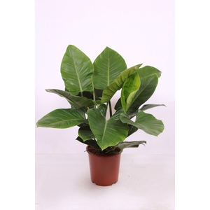 Philodendron Imperial Green
