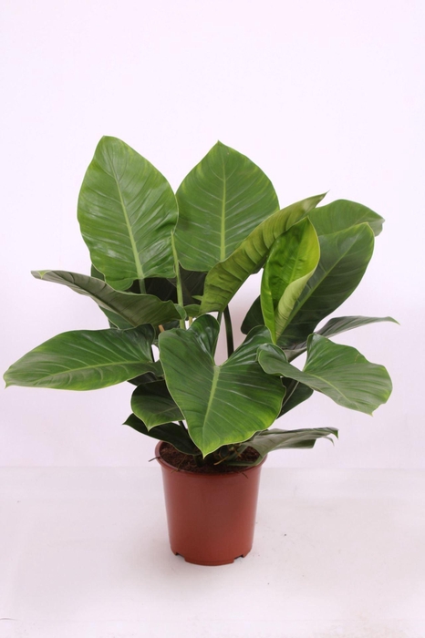 <h4>Philodendron Imperial Green</h4>