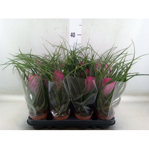 Tillandsia cyanea 'Anita'