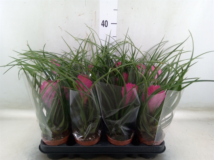 <h4>Tillandsia cyanea 'Anita'</h4>