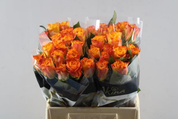 <h4>R Gr Marie-claire! L40</h4>