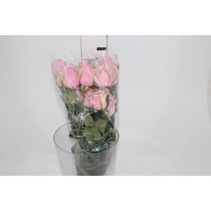 ROSA SWEET MEMORY 050 CM ESTUFA