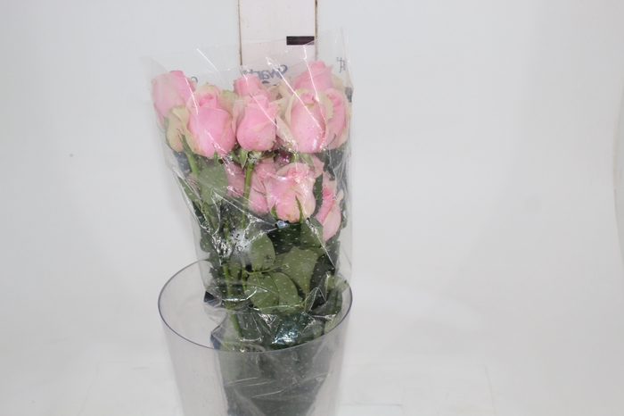 <h4>ROSA SWEET MEMORY 050 CM ESTUFA</h4>