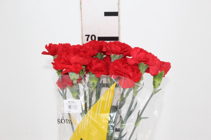 <h4>CRAVO DON PEDRO 070 CM</h4>