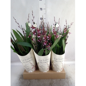 Burrageara  'Barrocco Red'