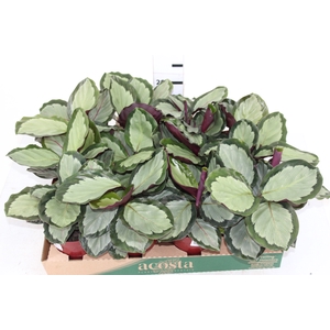 MARANTA VARIADO P12